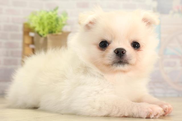 愛知県のポメチワ/チワポメ/ポメチー(ポメラニアン×チワワ) (Coo&RIKU春日井店/2025年11月22日生まれ/男の子/クリームホワイト)の子犬の2枚目の画像