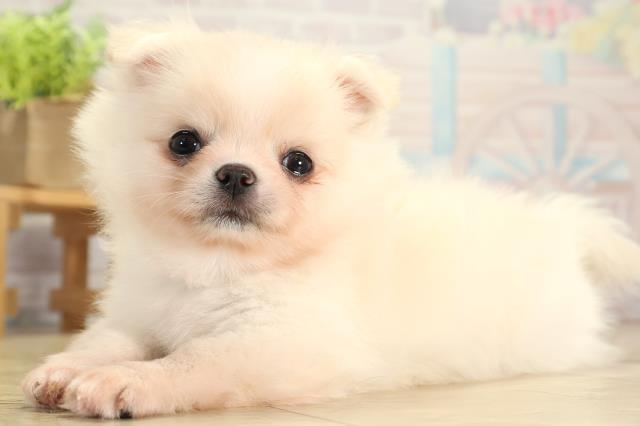 愛知県のポメチワ/チワポメ/ポメチー(ポメラニアン×チワワ) (Coo&RIKU春日井店/2025年11月22日生まれ/男の子/クリームホワイト)の子犬の3枚目の画像