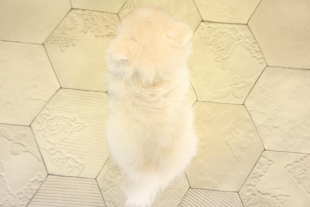 愛知県のポメチワ/チワポメ/ポメチー(ポメラニアン×チワワ) (Coo&RIKU春日井店/2025年11月22日生まれ/男の子/クリームホワイト)の子犬の4枚目の画像