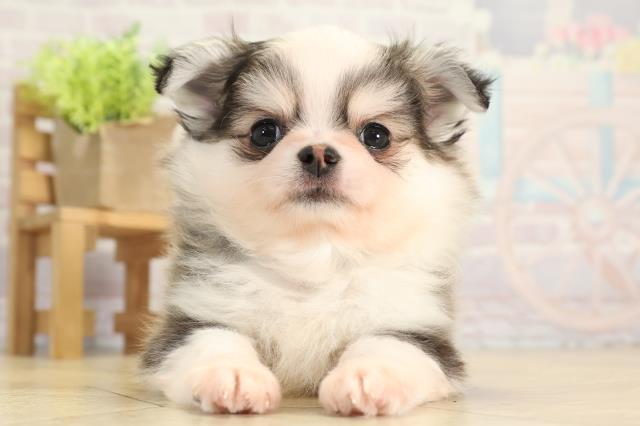 岐阜県のポメチワ/チワポメ/ポメチー(ポメラニアン×チワワ) (Coo&RIKU岐南店/2025年11月22日生まれ/男の子/セーブルホワイト)の子犬の1枚目の画像