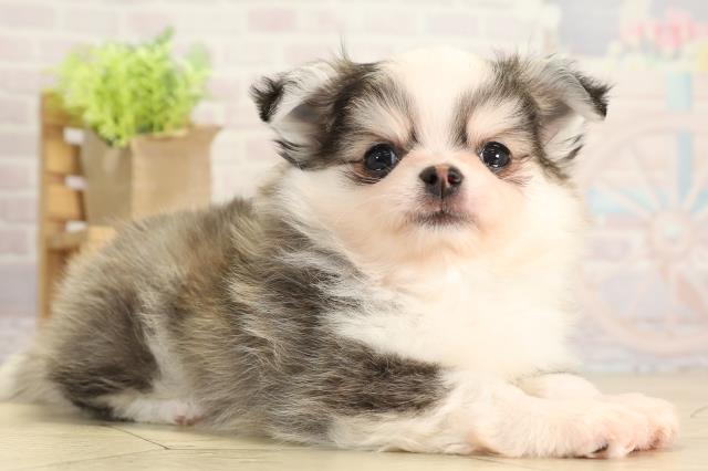 岐阜県のポメチワ/チワポメ/ポメチー(ポメラニアン×チワワ) (Coo&RIKU岐南店/2025年11月22日生まれ/男の子/セーブルホワイト)の子犬の2枚目の画像