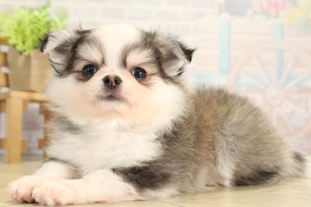 岐阜県のポメチワ/チワポメ/ポメチー(ポメラニアン×チワワ) (Coo&RIKU岐南店/2025年11月22日生まれ/男の子/セーブルホワイト)の子犬の3枚目の画像