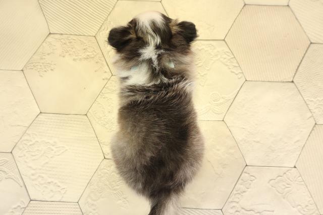 岐阜県のポメチワ/チワポメ/ポメチー(ポメラニアン×チワワ) (Coo&RIKU岐南店/2025年11月22日生まれ/男の子/セーブルホワイト)の子犬の4枚目の画像