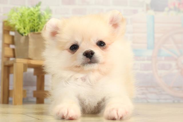三重県のポメチワ/チワポメ/ポメチー(ポメラニアン×チワワ) (Coo&RIKU四日市店/2025年11月22日生まれ/女の子/クリーム)の子犬の1枚目の画像