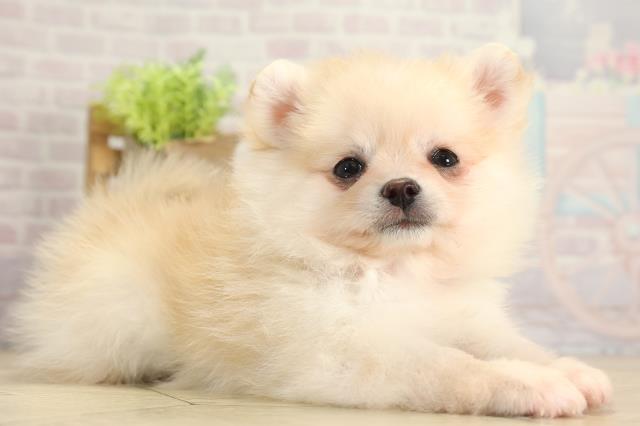 三重県のポメチワ/チワポメ/ポメチー(ポメラニアン×チワワ) (Coo&RIKU四日市店/2025年11月22日生まれ/女の子/クリーム)の子犬の2枚目の画像