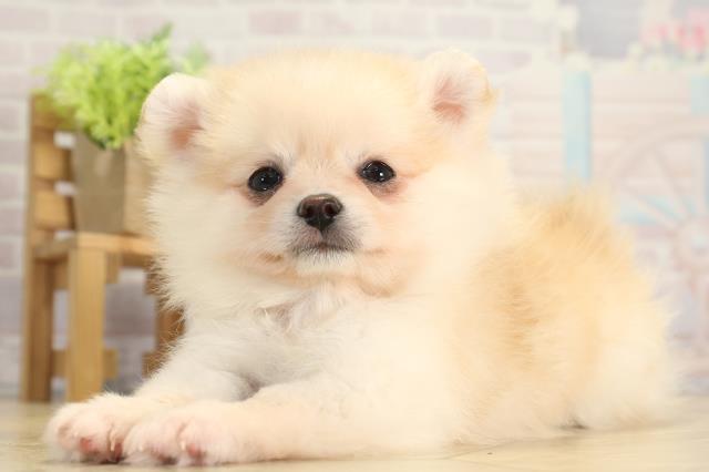 三重県のポメチワ/チワポメ/ポメチー(ポメラニアン×チワワ) (Coo&RIKU四日市店/2025年11月22日生まれ/女の子/クリーム)の子犬の3枚目の画像