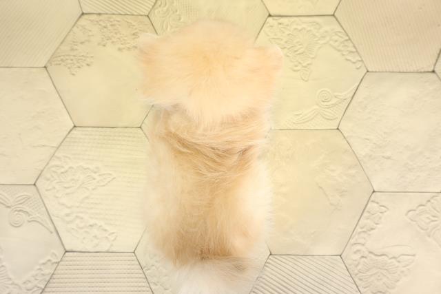 三重県のポメチワ/チワポメ/ポメチー(ポメラニアン×チワワ) (Coo&RIKU四日市店/2025年11月22日生まれ/女の子/クリーム)の子犬の4枚目の画像