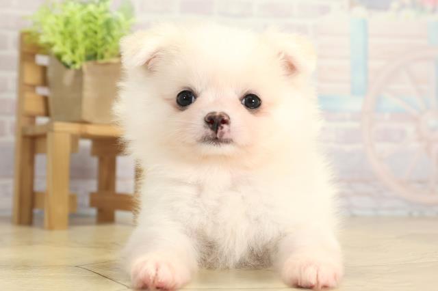 三重県のポメチワ/チワポメ/ポメチー(ポメラニアン×チワワ) (Coo&RIKU津高茶屋店/2025年11月22日生まれ/女の子/クリーム)の子犬の1枚目の画像