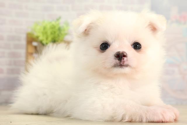 三重県のポメチワ/チワポメ/ポメチー(ポメラニアン×チワワ) (Coo&RIKU津高茶屋店/2025年11月22日生まれ/女の子/クリーム)の子犬の2枚目の画像