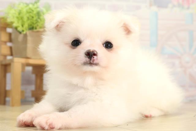 三重県のポメチワ/チワポメ/ポメチー(ポメラニアン×チワワ) (Coo&RIKU津高茶屋店/2025年11月22日生まれ/女の子/クリーム)の子犬の3枚目の画像