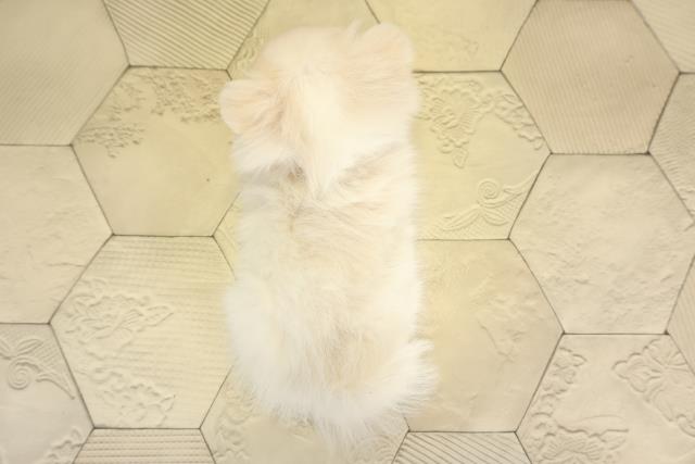 三重県のポメチワ/チワポメ/ポメチー(ポメラニアン×チワワ) (Coo&RIKU津高茶屋店/2025年11月22日生まれ/女の子/クリーム)の子犬の4枚目の画像