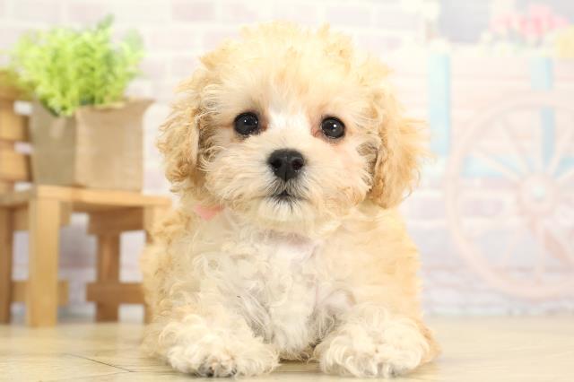 三重県のトイプードル(トイ) (Coo&RIKU四日市店/2025年11月18日生まれ/女の子/ペールフォーン)の子犬の1枚目の画像