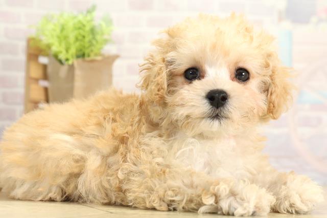 三重県のトイプードル(トイ) (Coo&RIKU四日市店/2025年11月18日生まれ/女の子/ペールフォーン)の子犬の2枚目の画像