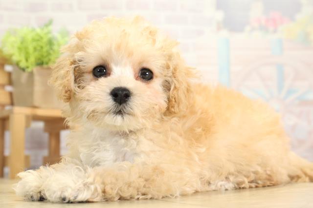 三重県のトイプードル(トイ) (Coo&RIKU四日市店/2025年11月18日生まれ/女の子/ペールフォーン)の子犬の3枚目の画像