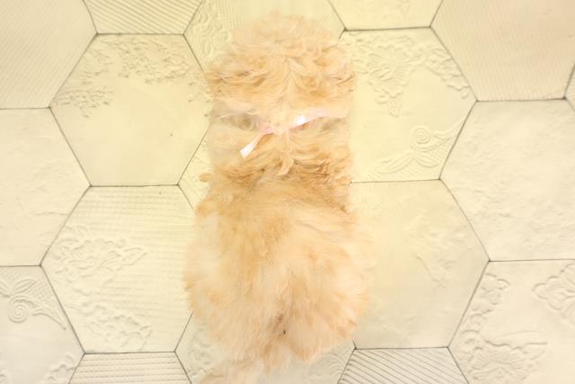 三重県のトイプードル(トイ) (Coo&RIKU四日市店/2025年11月18日生まれ/女の子/ペールフォーン)の子犬の4枚目の画像