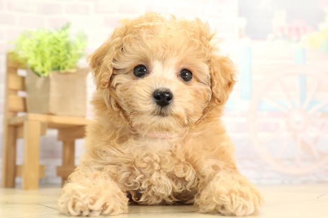 愛知県のトイプードル(トイ) (Coo&RIKU春日井店/2025年11月18日生まれ/女の子/オレンジフォーン)の子犬の1枚目の画像