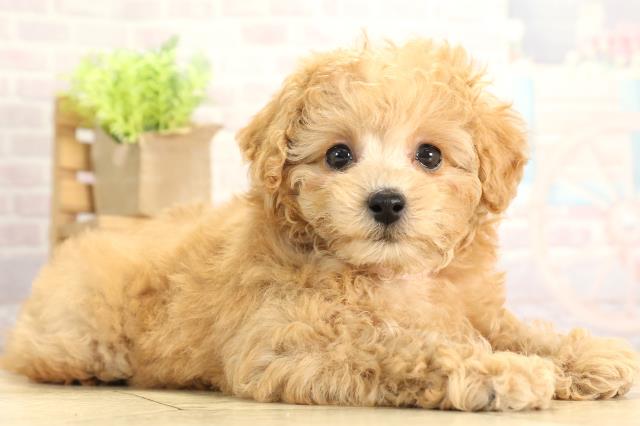 愛知県のトイプードル(トイ) (Coo&RIKU春日井店/2025年11月18日生まれ/女の子/オレンジフォーン)の子犬の2枚目の画像