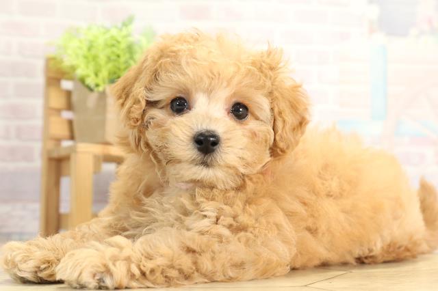 愛知県のトイプードル(トイ) (Coo&RIKU春日井店/2025年11月18日生まれ/女の子/オレンジフォーン)の子犬の3枚目の画像