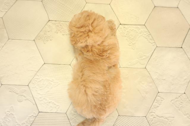 愛知県のトイプードル(トイ) (Coo&RIKU春日井店/2025年11月18日生まれ/女の子/オレンジフォーン)の子犬の4枚目の画像