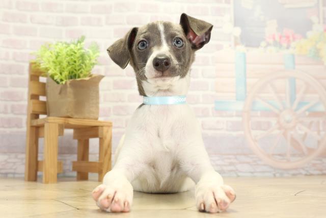 岐阜県のイタリアングレーハウンド (Coo&RIKU岐阜店/2025年11月23日生まれ/男の子/ホワイトブルー)の子犬