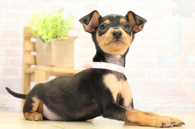 愛知県のミニチュアピンシャー (Coo&RIKU春日井店/2025年11月22日生まれ/女の子/ブラックタン)の子犬の2枚目の画像