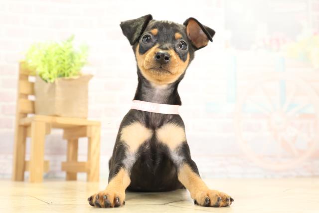 岐阜県のミニチュアピンシャー (Coo&RIKU各務原店/2025年11月22日生まれ/女の子/ブラックタン)の子犬の1枚目の画像