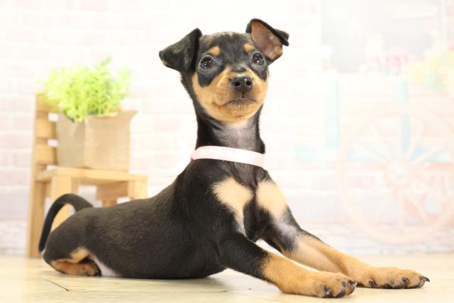 岐阜県のミニチュアピンシャー (Coo&RIKU各務原店/2025年11月22日生まれ/女の子/ブラックタン)の子犬の2枚目の画像