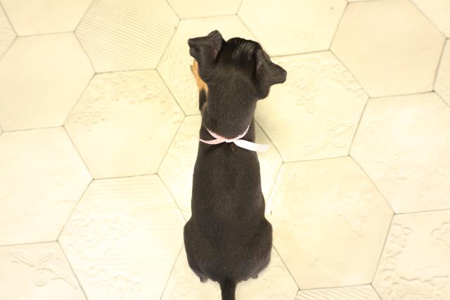 岐阜県のミニチュアピンシャー (Coo&RIKU各務原店/2025年11月22日生まれ/女の子/ブラックタン)の子犬の4枚目の画像