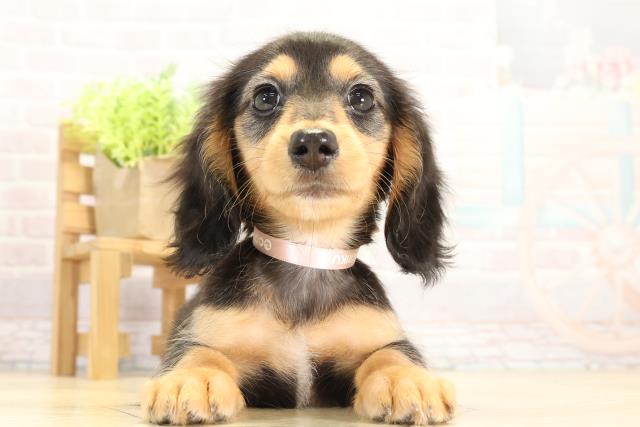 愛知県のミニチュアダックスフンド(ロング) (Coo&RIKU名古屋みなと店/2025年11月12日生まれ/女の子/ブラックタン)の子犬の1枚目の画像