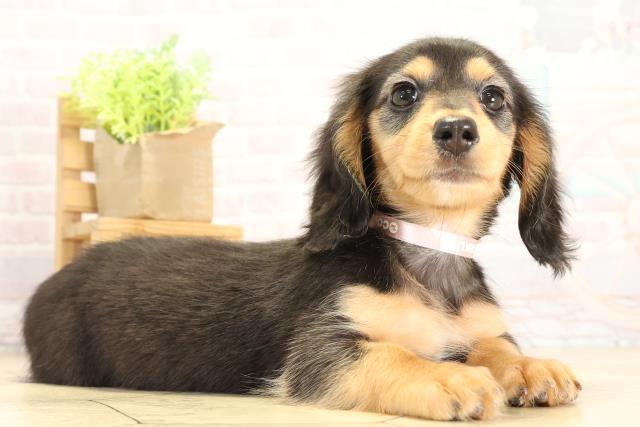 愛知県のミニチュアダックスフンド(ロング) (Coo&RIKU名古屋みなと店/2025年11月12日生まれ/女の子/ブラックタン)の子犬の2枚目の画像