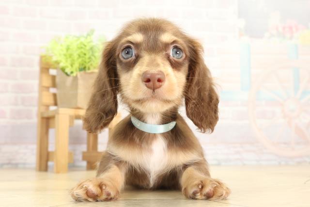 愛知県のミニチュアダックスフンド(ロング) (Coo&RIKU名古屋みなと店/2025年11月21日生まれ/男の子/チョコレートイエロー)の子犬の1枚目の画像