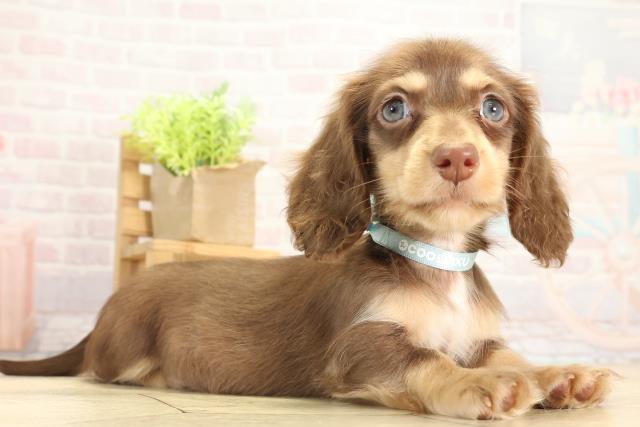 愛知県のミニチュアダックスフンド(ロング) (Coo&RIKU名古屋みなと店/2025年11月21日生まれ/男の子/チョコレートイエロー)の子犬の2枚目の画像