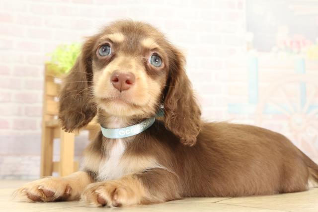 愛知県のミニチュアダックスフンド(ロング) (Coo&RIKU名古屋みなと店/2025年11月21日生まれ/男の子/チョコレートイエロー)の子犬の3枚目の画像