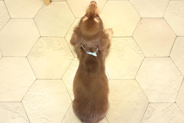 愛知県のミニチュアダックスフンド(ロング) (Coo&RIKU名古屋みなと店/2025年11月21日生まれ/男の子/チョコレートイエロー)の子犬の4枚目の画像