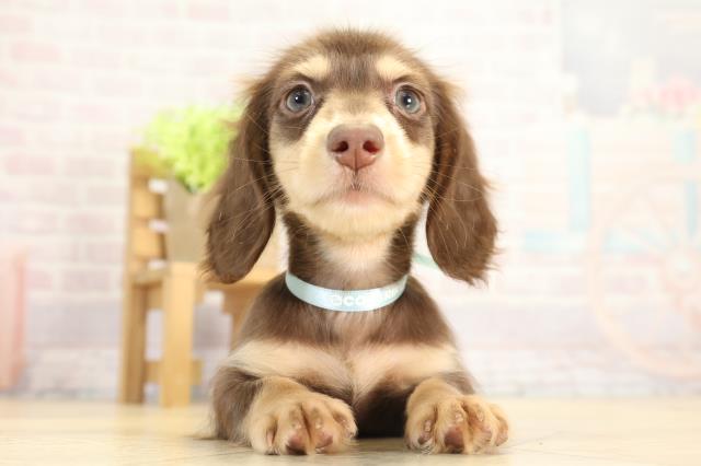 三重県のミニチュアダックスフンド(ロング) (Coo&RIKU津高茶屋店/2025年11月21日生まれ/男の子/チョコレートイエロー)の子犬の1枚目の画像