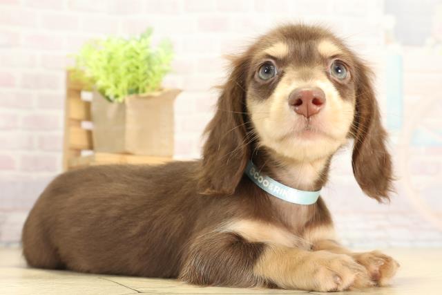 三重県のミニチュアダックスフンド(ロング) (Coo&RIKU津高茶屋店/2025年11月21日生まれ/男の子/チョコレートイエロー)の子犬の2枚目の画像