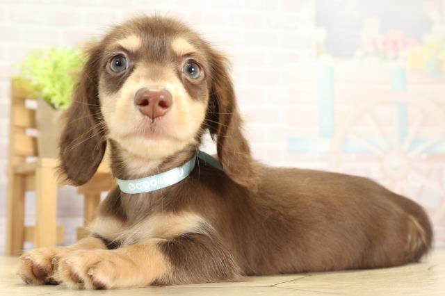 三重県のミニチュアダックスフンド(ロング) (Coo&RIKU津高茶屋店/2025年11月21日生まれ/男の子/チョコレートイエロー)の子犬の3枚目の画像