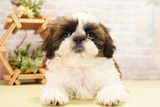 愛知県のシーズー (Coo&RIKU東海一宮店/2025年11月19日生まれ/女の子/ゴールドホワイト)の子犬の1枚目の画像