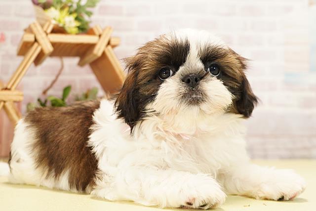 愛知県のシーズー (Coo&RIKU東海一宮店/2025年11月19日生まれ/女の子/ゴールドホワイト)の子犬の2枚目の画像