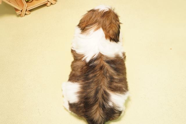 愛知県のシーズー (Coo&RIKU東海一宮店/2025年11月19日生まれ/女の子/ゴールドホワイト)の子犬の4枚目の画像