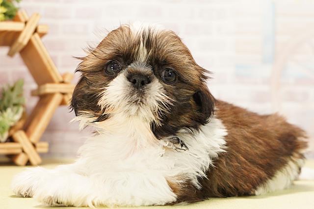 愛知県のシーズー (Coo&RIKU春日井店/2025年11月19日生まれ/男の子/ゴールドホワイト)の子犬の3枚目の画像