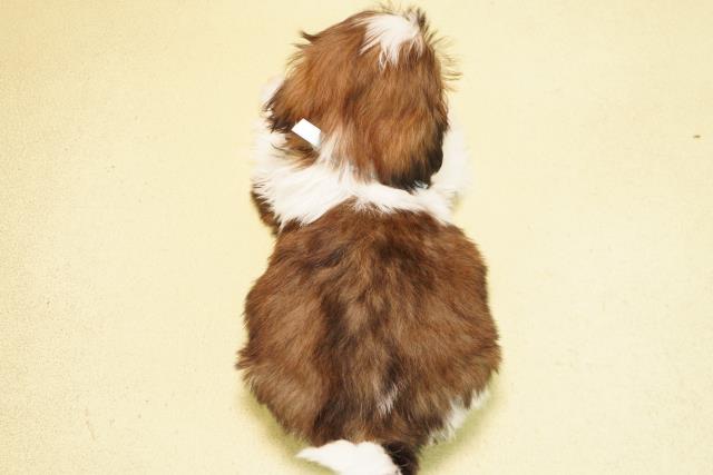 愛知県のシーズー (Coo&RIKU春日井店/2025年11月19日生まれ/男の子/ゴールドホワイト)の子犬の4枚目の画像