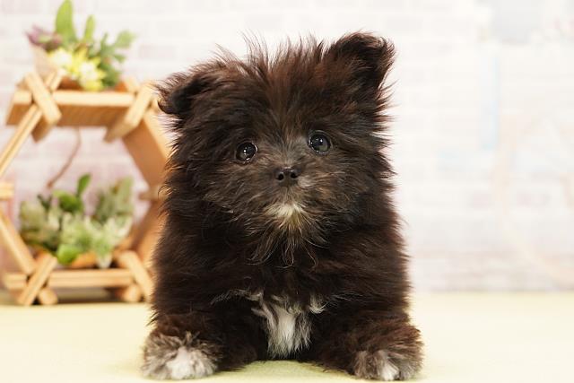 三重県のポメマル/マルポメ(ポメラニアン×マルチーズ) (Coo&RIKU津高茶屋店/2025年11月22日生まれ/女の子/ブラックホワイト)の子犬の1枚目の画像