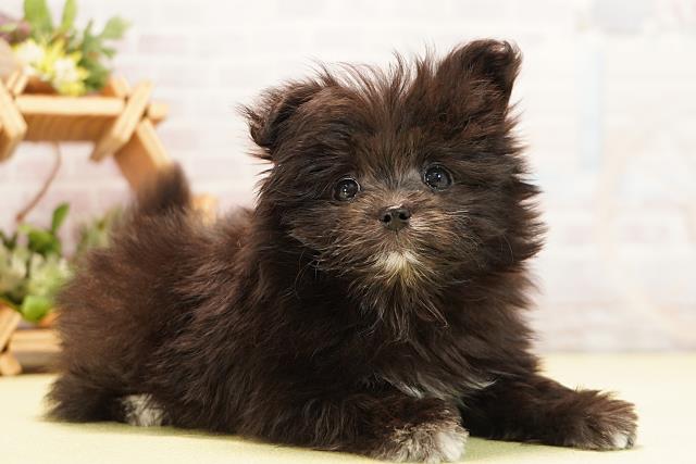 三重県のポメマル/マルポメ(ポメラニアン×マルチーズ) (Coo&RIKU津高茶屋店/2025年11月22日生まれ/女の子/ブラックホワイト)の子犬の2枚目の画像