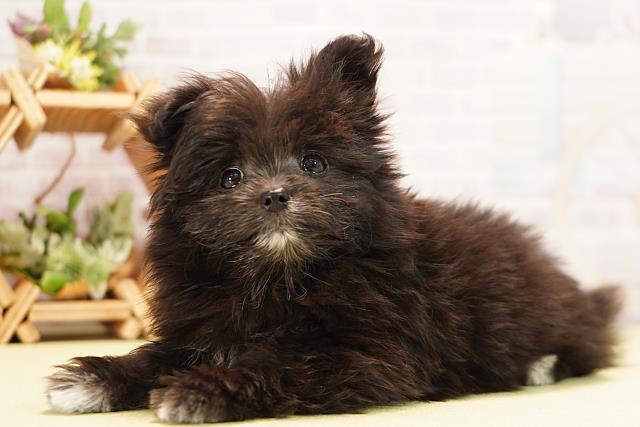 三重県のポメマル/マルポメ(ポメラニアン×マルチーズ) (Coo&RIKU津高茶屋店/2025年11月22日生まれ/女の子/ブラックホワイト)の子犬の3枚目の画像