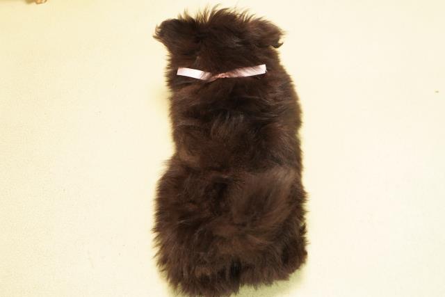 三重県のポメマル/マルポメ(ポメラニアン×マルチーズ) (Coo&RIKU津高茶屋店/2025年11月22日生まれ/女の子/ブラックホワイト)の子犬の4枚目の画像