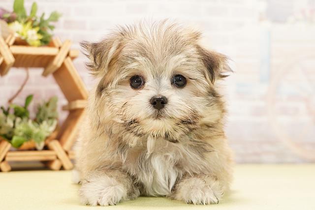 岐阜県のポメマル/マルポメ(ポメラニアン×マルチーズ) (Coo&RIKU岐阜店/2025年11月22日生まれ/男の子/フォーン)の子犬の1枚目の画像