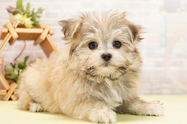 岐阜県のポメマル/マルポメ(ポメラニアン×マルチーズ) (Coo&RIKU岐阜店/2025年11月22日生まれ/男の子/フォーン)の子犬の2枚目の画像