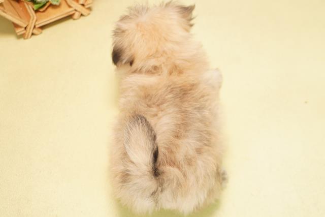 岐阜県のポメマル/マルポメ(ポメラニアン×マルチーズ) (Coo&RIKU岐阜店/2025年11月22日生まれ/男の子/フォーン)の子犬の4枚目の画像