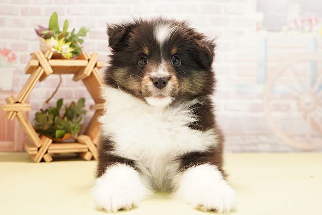 愛知県のシェットランドシープドッグ (Coo&RIKU東海一宮店/2025年11月21日生まれ/男の子/ブラックホワイトタン)の子犬の1枚目の画像